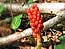 &nbsp;Arum tachet�&nbsp;