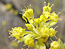 &nbsp;Cornouiller m�le&nbsp;