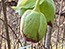  Hellebore 