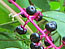 &nbsp;Phytolaque&nbsp;