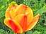 &nbsp;Tulipe&nbsp;