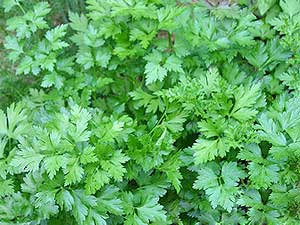 Activites Stage Atelier Botanique Herbier Plantes Fleurs Medicinales Aromatiques Toxiques Comestibles Menacees Au Jardin De Flore Geoparc De Haute Provence