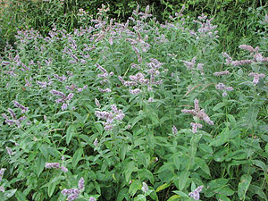 mentha longifolia_02